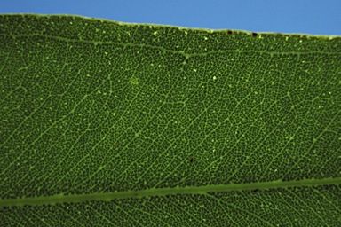 APII jpeg image of Eucalyptus quadricosta  © contact APII