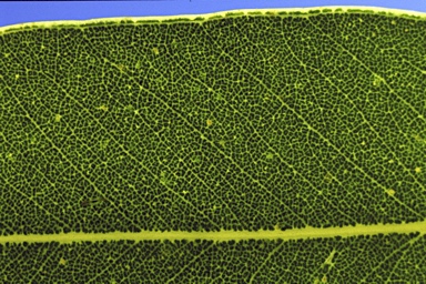 APII jpeg image of Eucalyptus rhombica  © contact APII