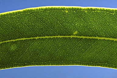 APII jpeg image of Eucalyptus rubiginosa  © contact APII