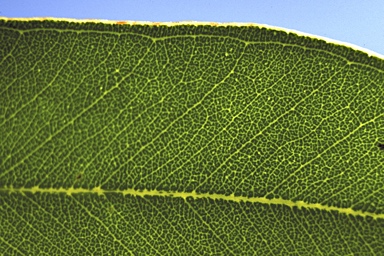 APII jpeg image of Eucalyptus taurina  © contact APII