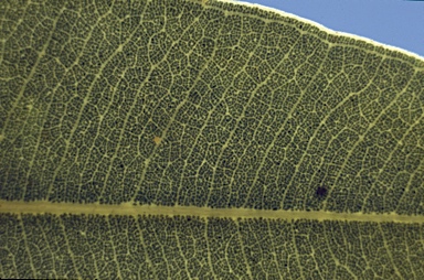 APII jpeg image of Corymbia zygophylla  © contact APII