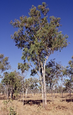 APII jpeg image of Eucalyptus zygophylla  © contact APII