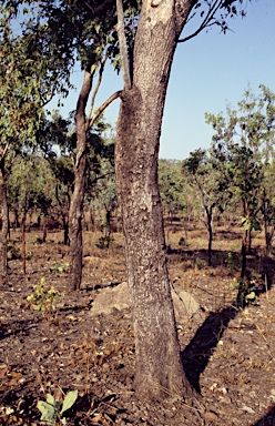 APII jpeg image of Eucalyptus zygophylla  © contact APII
