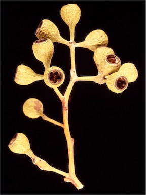 APII jpeg image of Eucalyptus intertexta  © contact APII