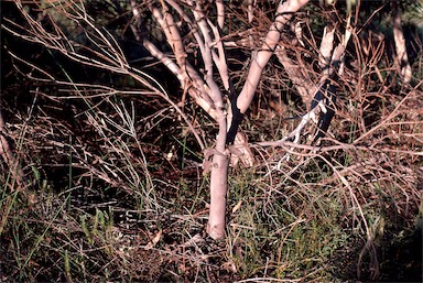 APII jpeg image of Eucalyptus johnsoniana  © contact APII