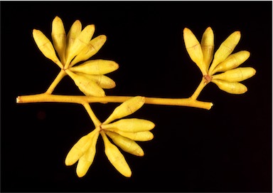 APII jpeg image of Eucalyptus kochii subsp. kochii  © contact APII