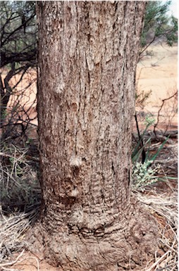APII jpeg image of Eucalyptus kochii subsp. plenissima  © contact APII
