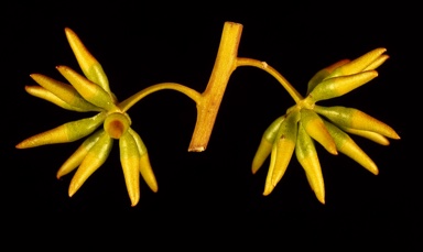 APII jpeg image of Eucalyptus livida  © contact APII