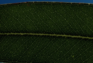 APII jpeg image of Eucalyptus baileyana  © contact APII