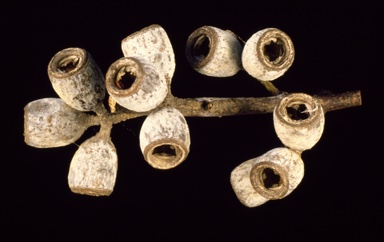 APII jpeg image of Eucalyptus gunnii  © contact APII