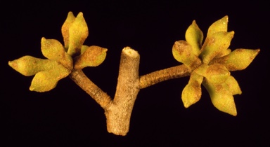 APII jpeg image of Eucalyptus mackintii  © contact APII