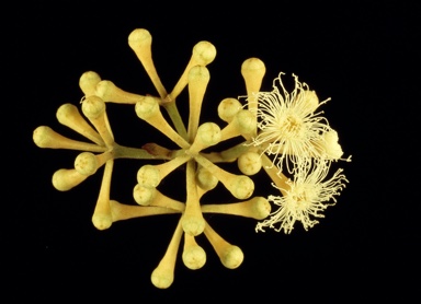 APII jpeg image of Eucalyptus microcorys  © contact APII