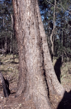APII jpeg image of Eucalyptus microcorys  © contact APII