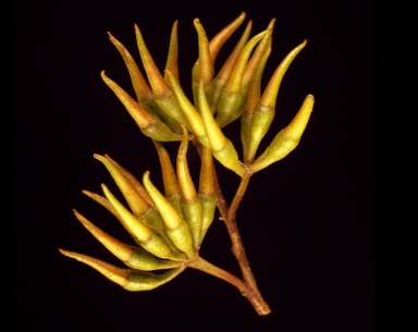 APII jpeg image of Eucalyptus melanophitra  © contact APII