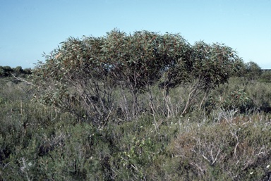 APII jpeg image of Eucalyptus micranthera  © contact APII