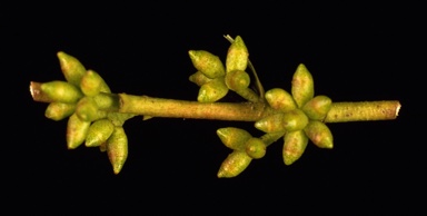 APII jpeg image of Eucalyptus parvula  © contact APII