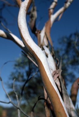 APII jpeg image of Eucalyptus eremicola subsp. peeneri  © contact APII