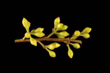 APII jpeg image of Eucalyptus pilligaensis  © contact APII