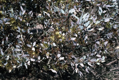 APII jpeg image of Eucalyptus pluricaulis subsp. porphyrea  © contact APII