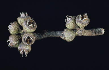 APII jpeg image of Eucalyptus pumila  © contact APII