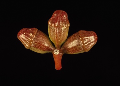 APII jpeg image of Eucalyptus rigens  © contact APII