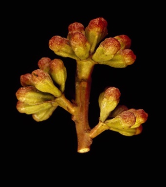 APII jpeg image of Eucalyptus rugosa  © contact APII