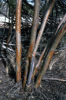 APII jpeg image of Eucalyptus spathulata var. grandiflora  © contact APII