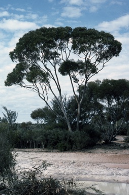 APII jpeg image of Eucalyptus neutra  © contact APII