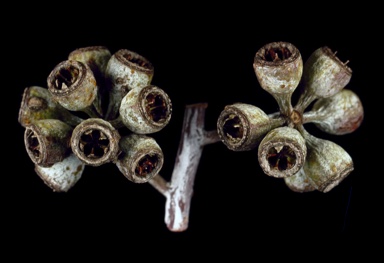APII jpeg image of Eucalyptus sheathiana  © contact APII
