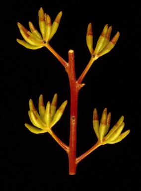 APII jpeg image of Eucalyptus subangusta subsp. cerina  © contact APII