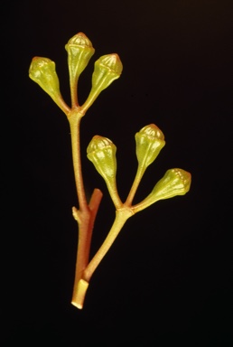 APII jpeg image of Eucalyptus tenuis  © contact APII