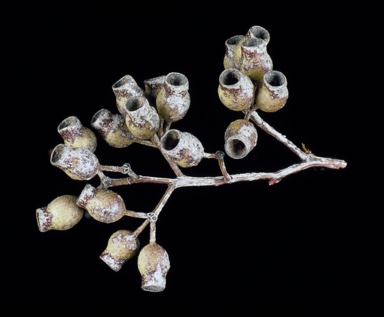 APII jpeg image of Corymbia trachyphloia  © contact APII