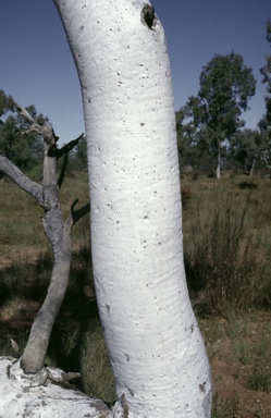 APII jpeg image of Eucalyptus victrix  © contact APII