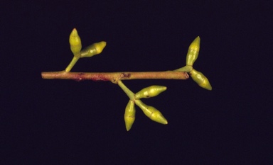 APII jpeg image of Eucalyptus viminalis  © contact APII