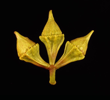 APII jpeg image of Eucalyptus youngiana  © contact APII