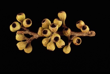 APII jpeg image of Eucalyptus sp. Flinders Ranges  © contact APII