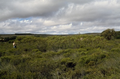 APII jpeg image of Eucalyptus absita  © contact APII