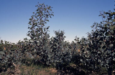 APII jpeg image of Eucalyptus absita  © contact APII