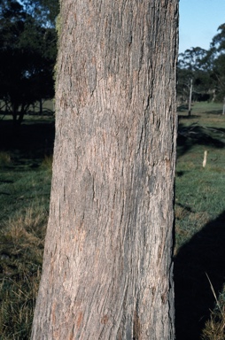 APII jpeg image of Eucalyptus andrewsii  © contact APII