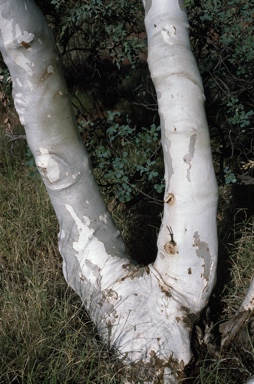 APII jpeg image of Corymbia aspera  © contact APII