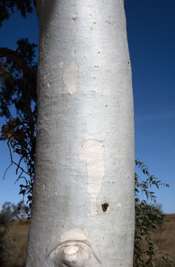 APII jpeg image of Corymbia aspera  © contact APII