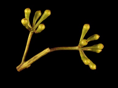 APII jpeg image of Eucalyptus baileyana  © contact APII