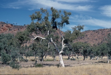 APII jpeg image of Eucalyptus camaldulensis  © contact APII