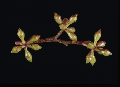 APII jpeg image of Eucalyptus dalrympleana  © contact APII