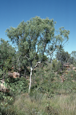 APII jpeg image of Corymbia drysdalensis  © contact APII