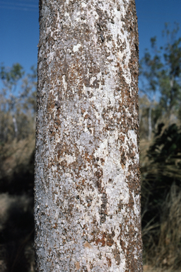 APII jpeg image of Corymbia foelscheana  © contact APII