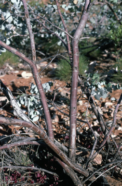 APII jpeg image of Eucalyptus gamophylla  © contact APII