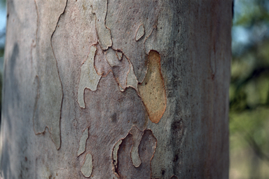 APII jpeg image of Corymbia gilbertensis  © contact APII