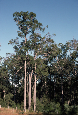 APII jpeg image of Corymbia intermedia  © contact APII