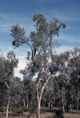 APII jpeg image of Eucalyptus largiflorens  © contact APII